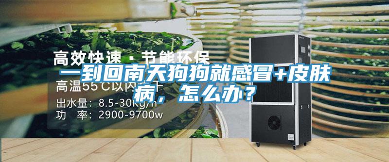 一到回南天狗狗就感冒+皮膚病，怎麽辦？