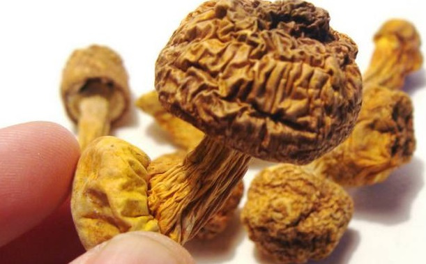 巴西菇、姬鬆茸烘幹機-怎樣烘幹色澤好且菇體褶片完整？