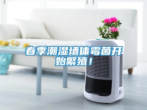 春季潮濕牆體黴菌開始繁殖！