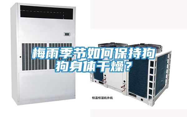 梅雨季節如何保持狗狗身體幹燥？