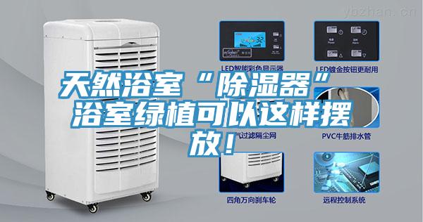 天然浴室“除濕器” 浴室綠植可以這樣擺放！